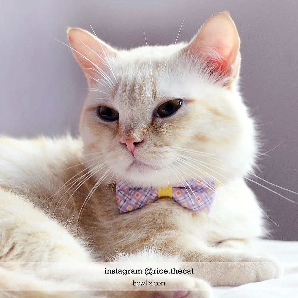 Bowtix Handmade Cat Collar With Removable Bowtie - Honey Wisteria